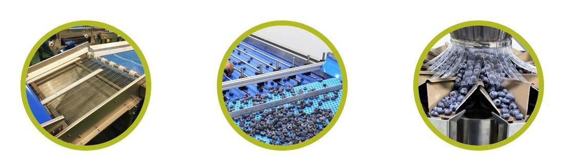 cabecera|logoinduser|arandano